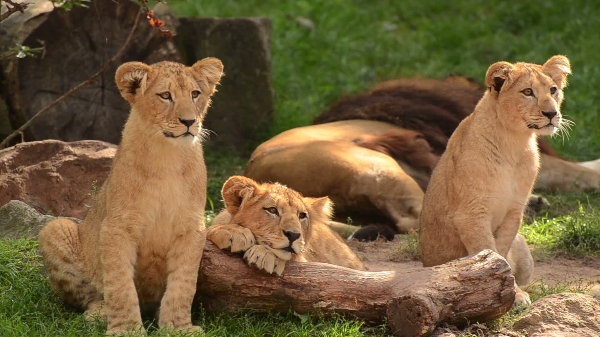 Safari Experience