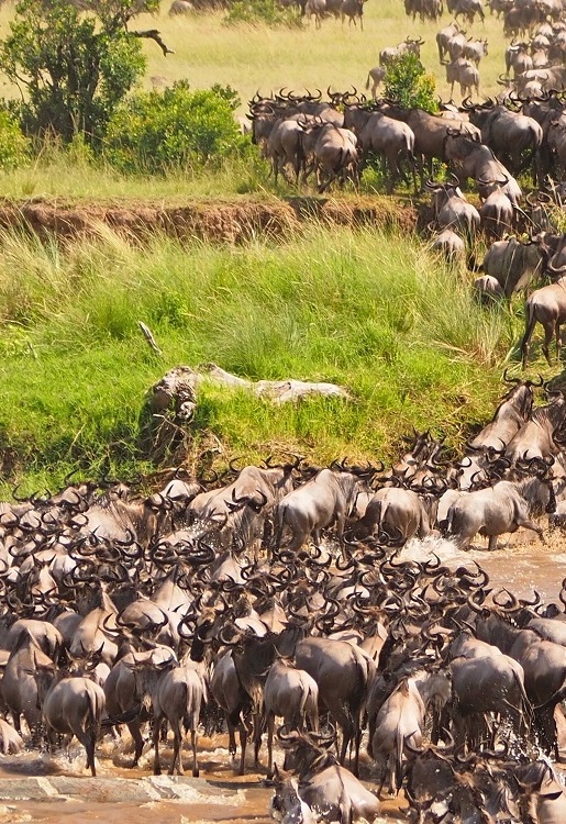 Serengeti, Tanzania