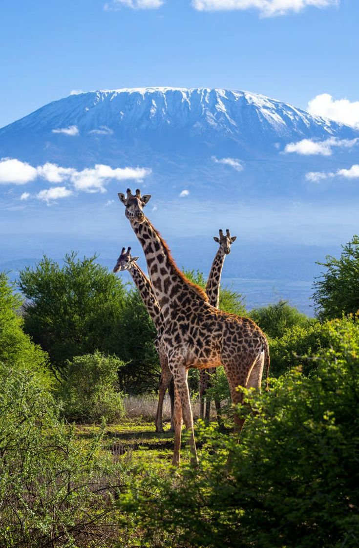 Safari Moment 1