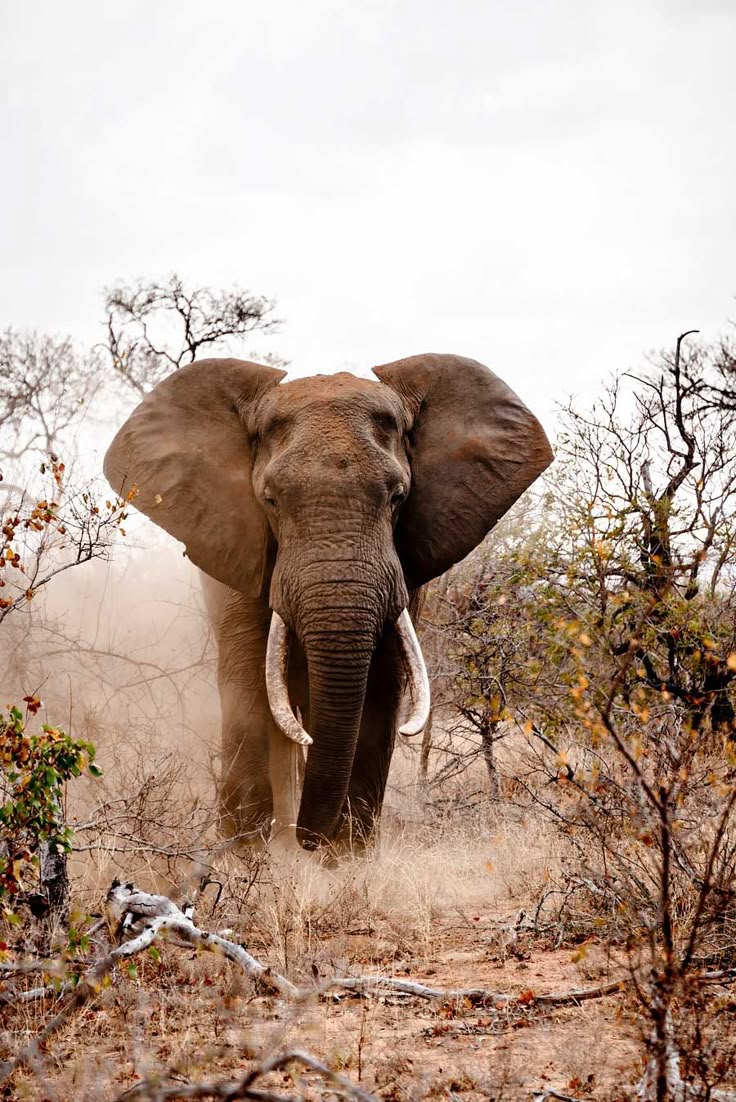 Safari Moment 8