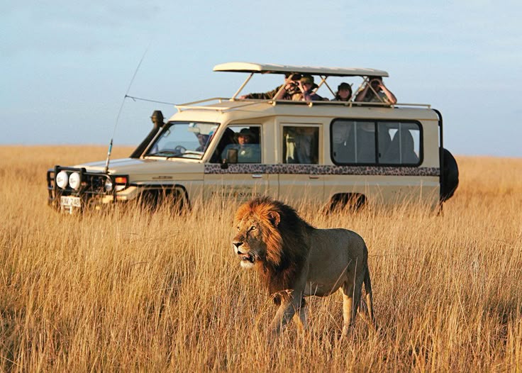 Safari Moment 9