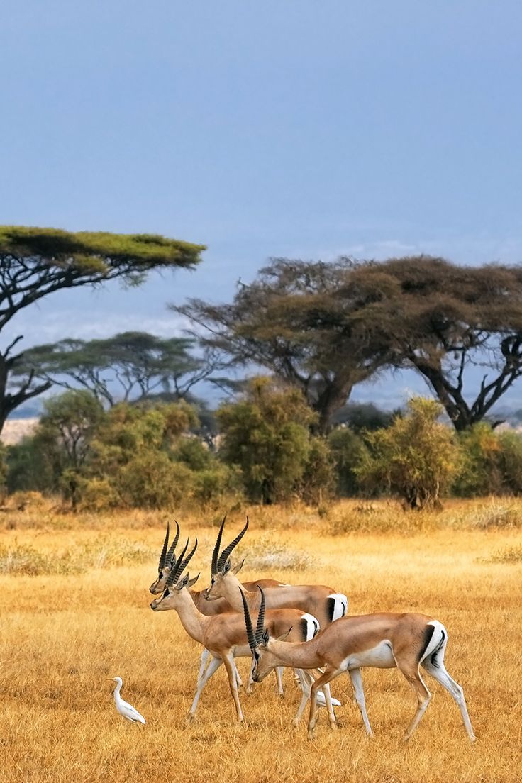 Safari Moment 15