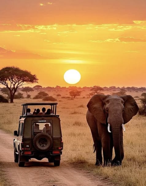 Safari Moment 16