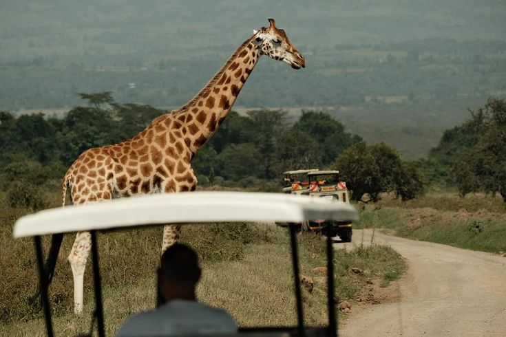 Safari Moment 18