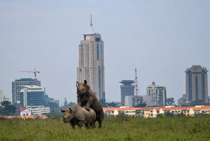 Safari Moment 20