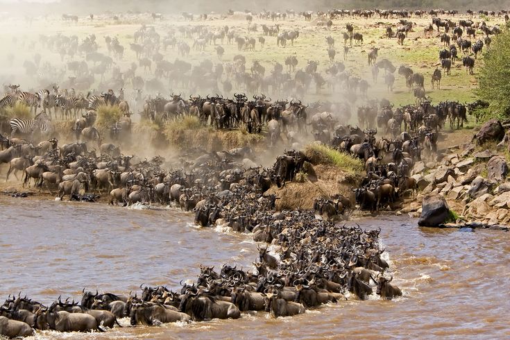 The Great Migration: A Front Row Seat to Nature’s Greatest Spectacle