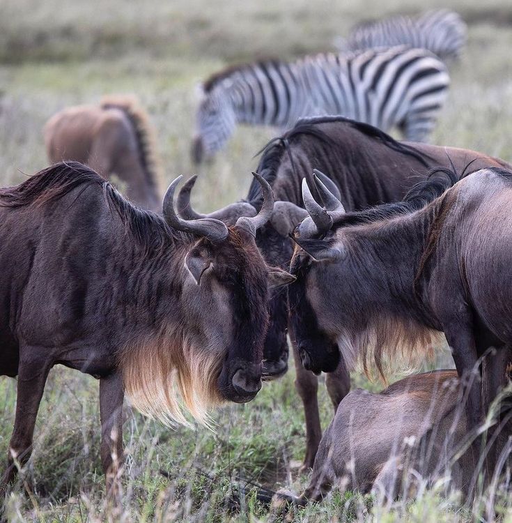 3 Days Maasai Mara Migration Safari